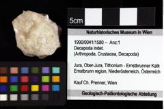 Foto (Objket + Etiketten) von Pithonoton marginatum (von Meyer, 1842) 